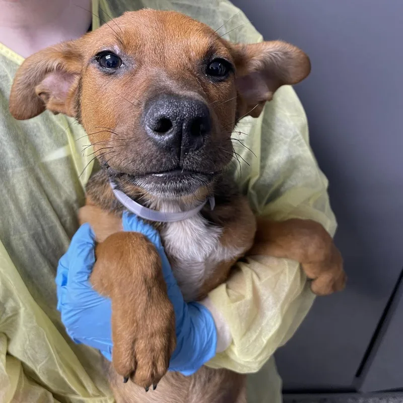 A baby small-sized female Yellow / Tan / Blond / Fawn Cattle Dog dog named Baritone for adoption in Hattiesburg, MS