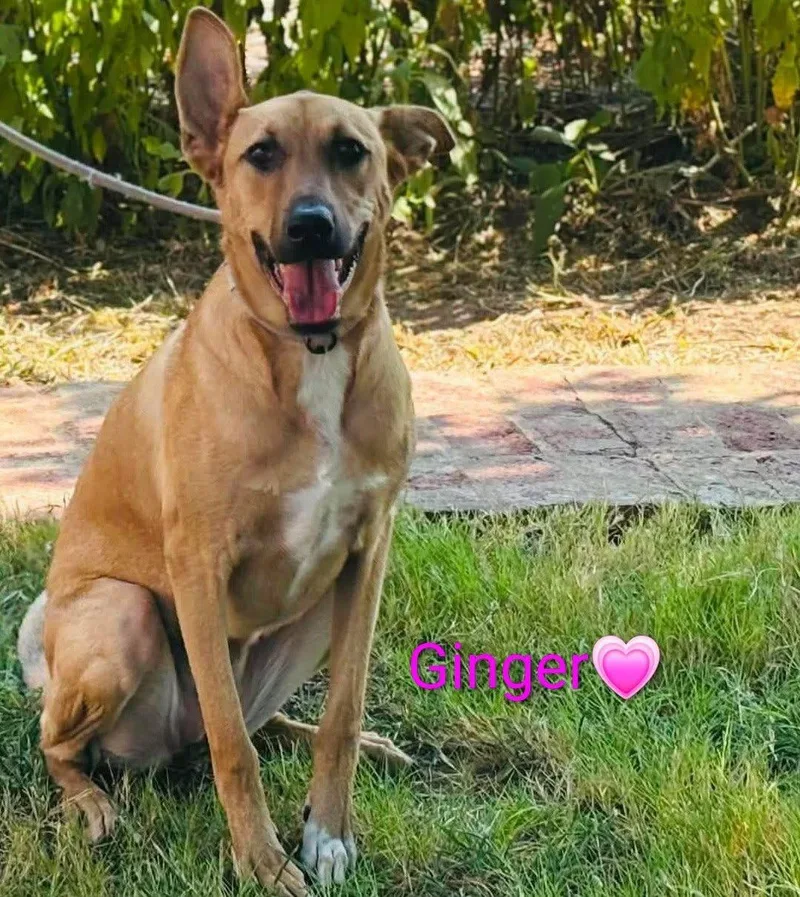 A young medium-sized female Bicolor Mixed Breed dog named Ginger for adoption in Manhattan, KS