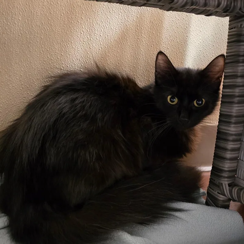An adult medium-sized female Black Domestic Long Hair cat named Frankie for adoption in Santa Barbara, CA