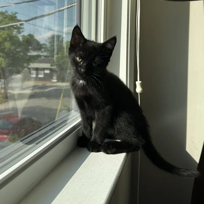 A baby medium-sized male Black Domestic Short Hair cat named Monster Energy for adoption in Richmond, VA