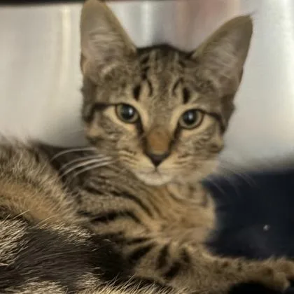 A young small-sized male Tabby (Brown / Chocolate) Domestic Short Hair cat named Mewtwo for adoption in North Myrtle Beach, SC