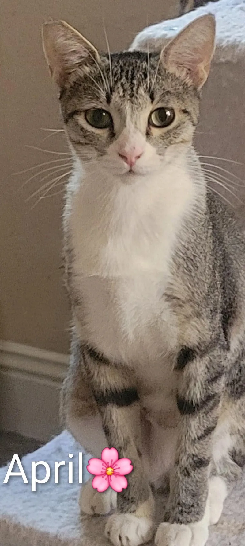 A young medium-sized female Gray & White Domestic Short Hair cat named April for adoption in Las Vegas, NV