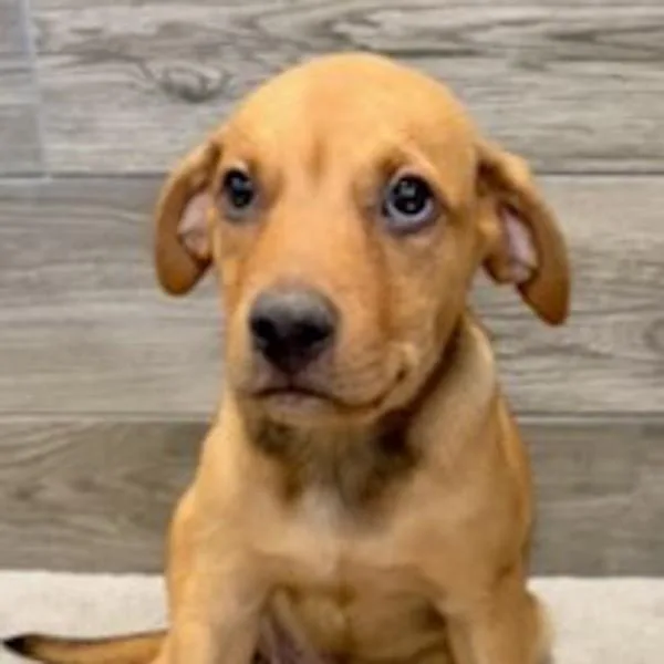 A baby medium-sized female Labrador Retriever dog named Blaze for adoption in Sioux City, IA