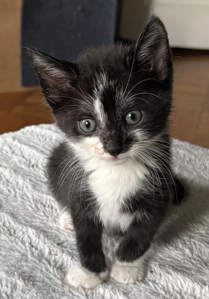 A baby small-sized male Black & White / Tuxedo Tuxedo cat named Basil for adoption in Long Beach, NY