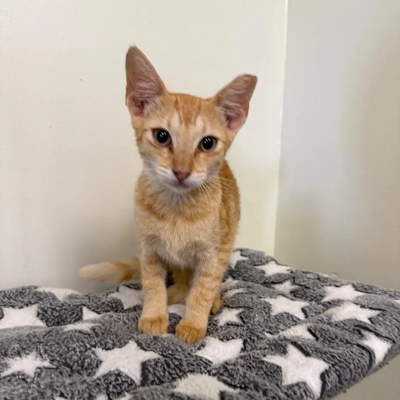 A baby small-sized female Orange / Red Domestic Short Hair cat named Blaze for adoption in Houston, TX