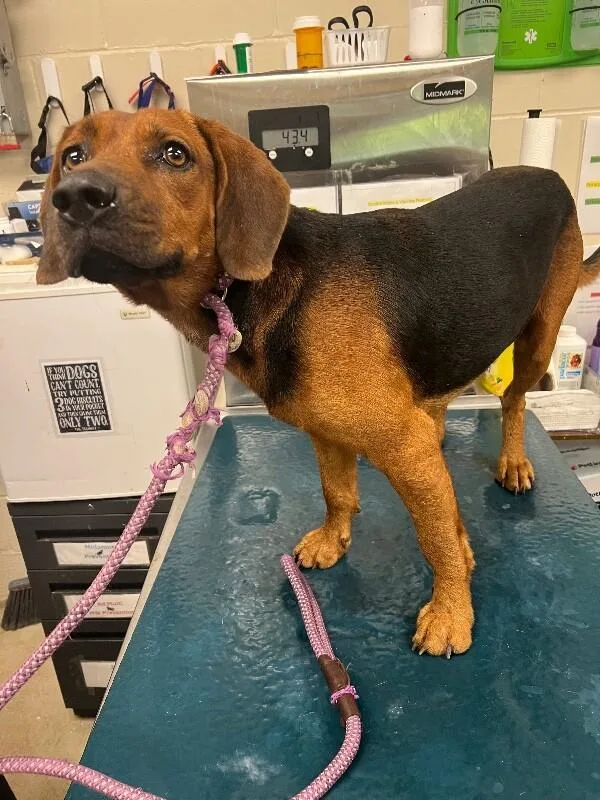 An adult medium-sized male Brown / Chocolate Hound dog named Plato for adoption in Mobile, AL