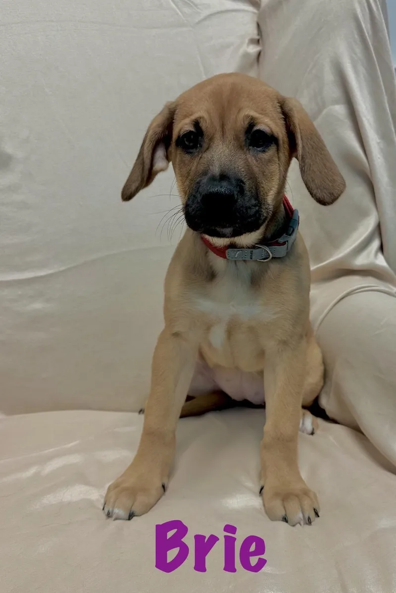 A baby medium-sized female Labrador Retriever dog named Brie for adoption in Walker, LA