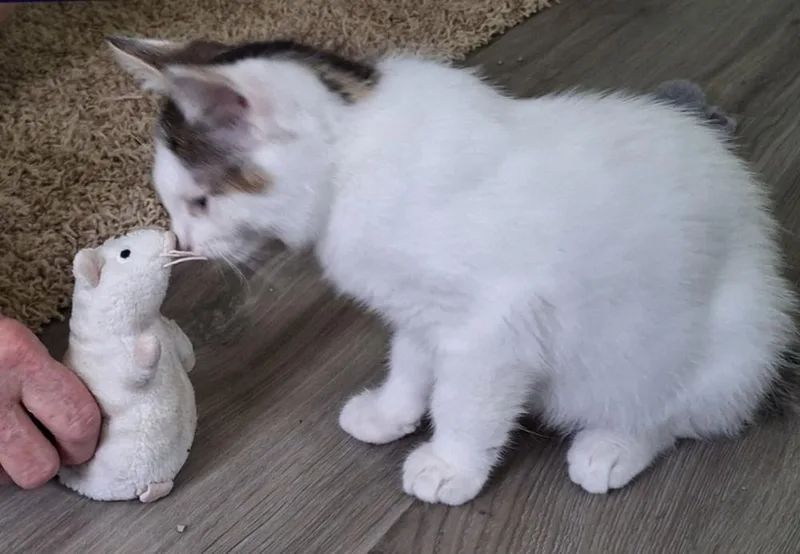 Tootsie Pop thumbnail 2