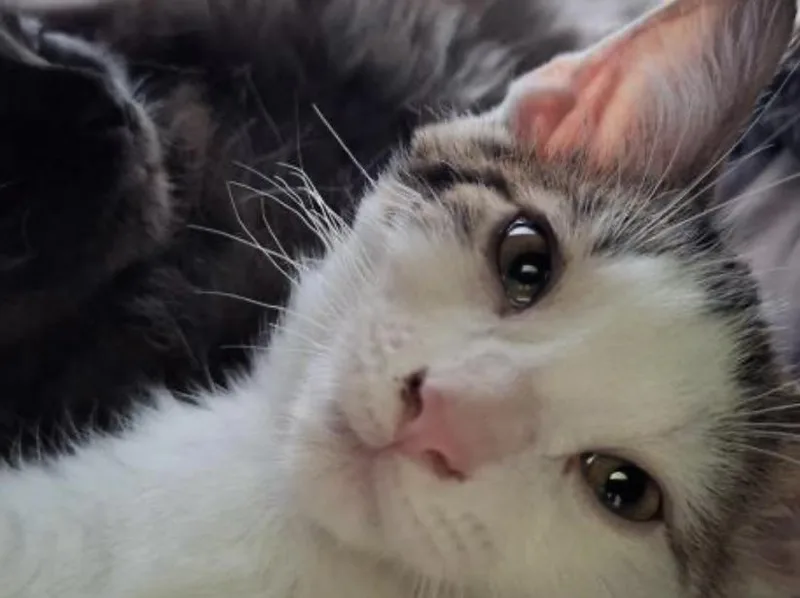 Tootsie Pop thumbnail 3