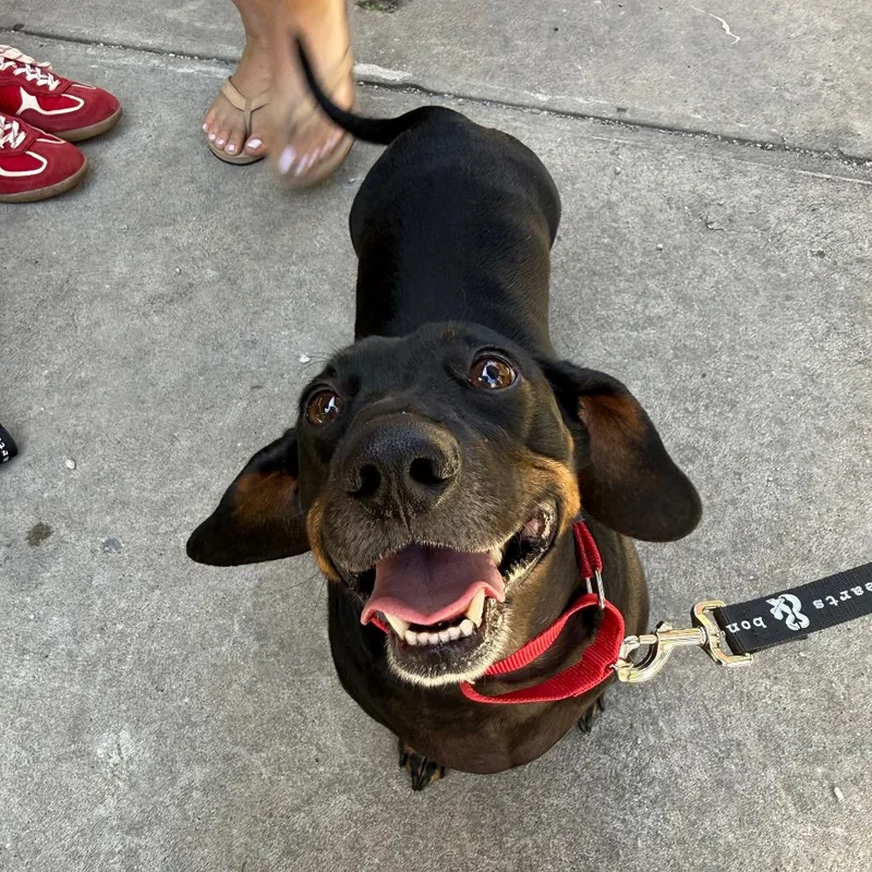 An adult medium-sized male Black Dachshund dog named Duke for adoption in Brooklyn, NY
