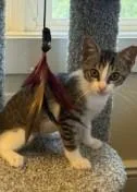 A baby small-sized female Domestic Short Hair cat named Dot for adoption in Westminster, MD