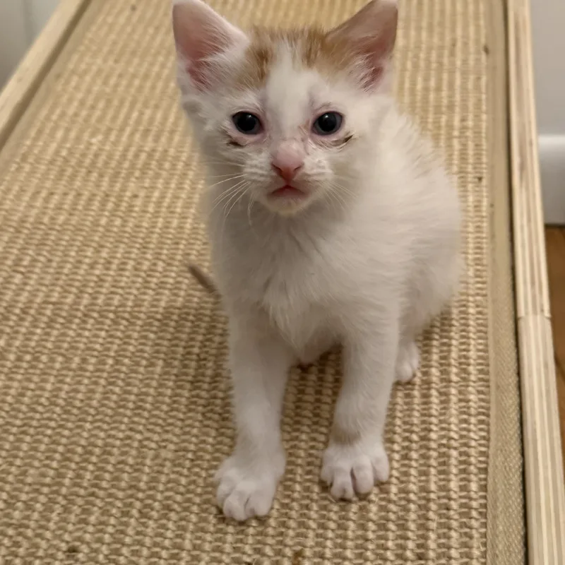 A baby medium-sized male Orange & White Domestic Short Hair cat named August for adoption in Moriches, NY