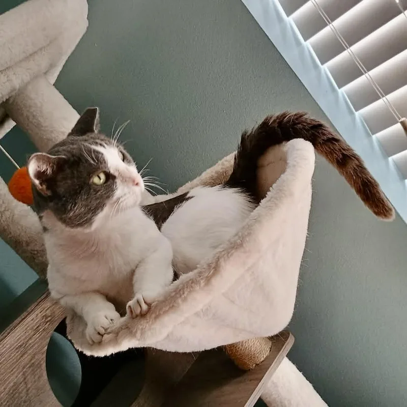 An adult medium-sized male American Shorthair cat named Teddy for adoption in Liverpool, TX