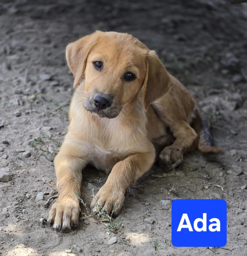 A baby medium-sized female Labrador Retriever dog named Ada for adoption in Okemah, OK