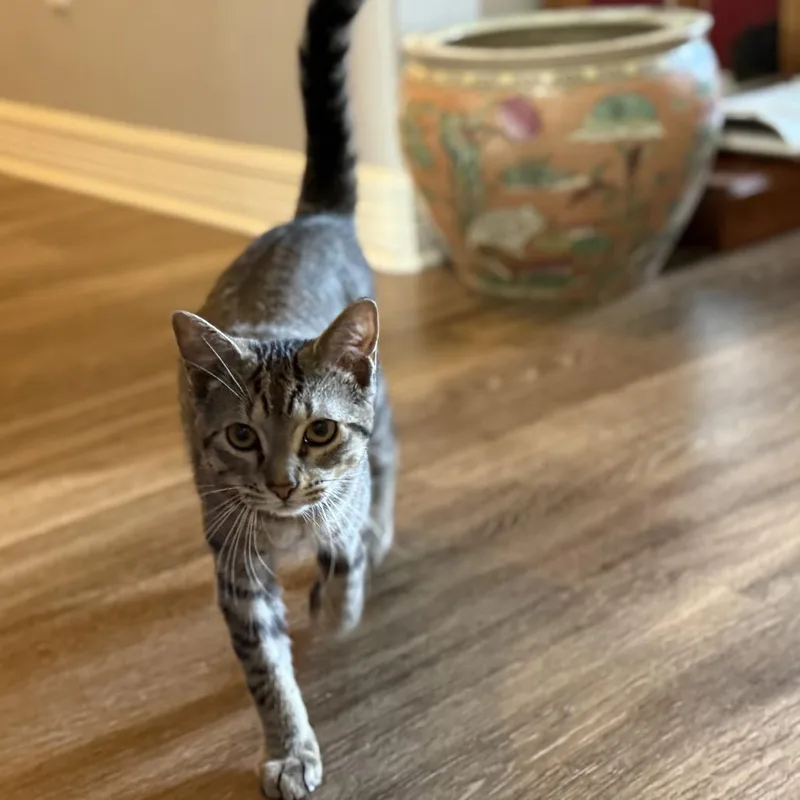 A young small-sized male Gray / Blue / Silver Domestic Short Hair cat named Pascal for adoption in Port Neches, TX