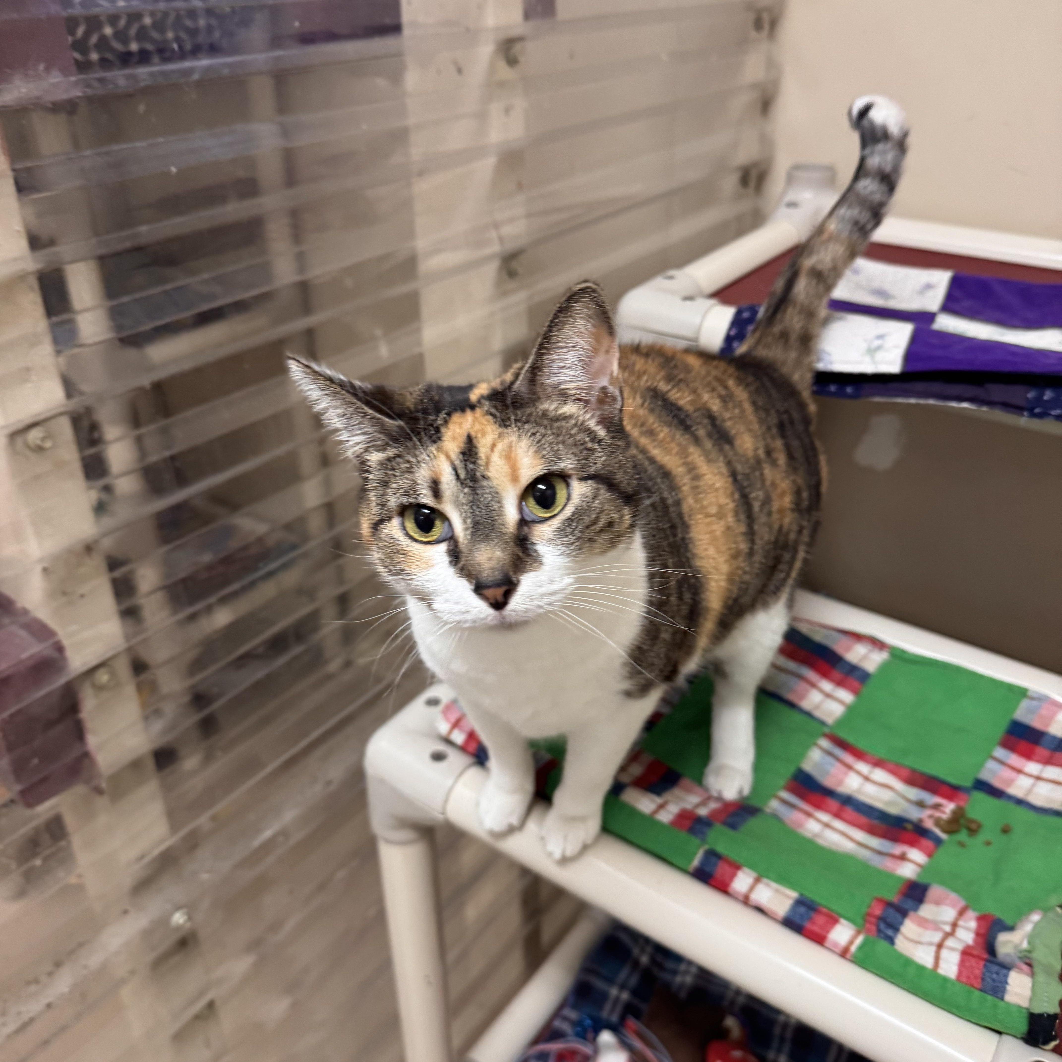An adult medium-sized female Calico Calico cat named Meadow for adoption in Logan, OH