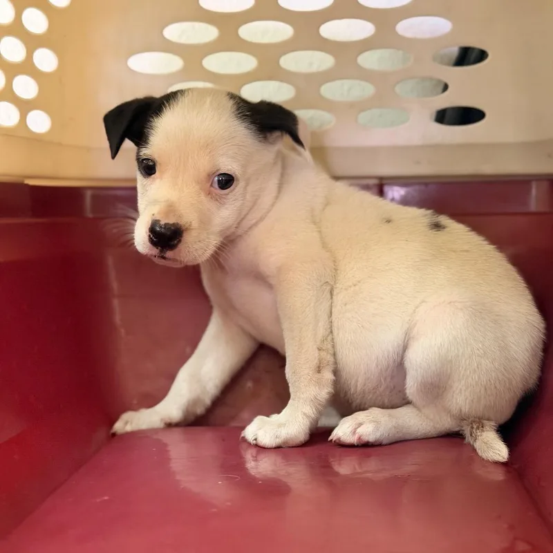 A baby small-sized female White / Cream American Staffordshire Terrier dog named Martina for adoption in San Antonio, TX