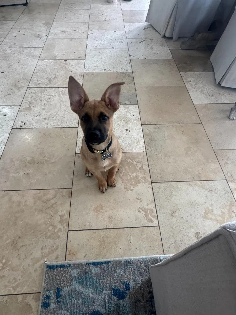 A baby medium-sized male Pit Bull Terrier dog named Plum for adoption in Phoenix, AZ