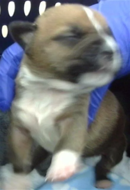 A baby large-sized male Mixed Breed dog named Rodney for adoption in Dallas, TX