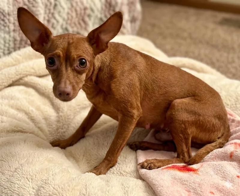 A senior small-sized female Chihuahua dog named Brinkley for adoption in Boca Raton, FL