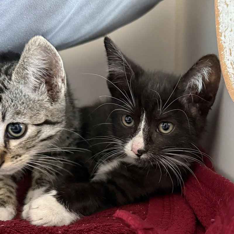 A baby small-sized male Domestic Short Hair cat named Shrimp for adoption in Oakland, CA