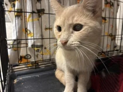 An adult medium-sized male Domestic Short Hair cat named Diane for adoption in Lafayette, IN