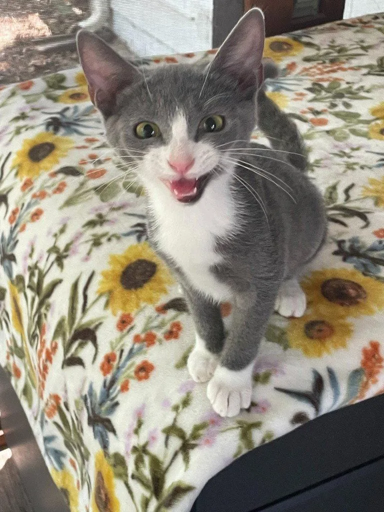 A young medium-sized female Gray & White Domestic Short Hair cat named Brie for adoption in Garner, NC