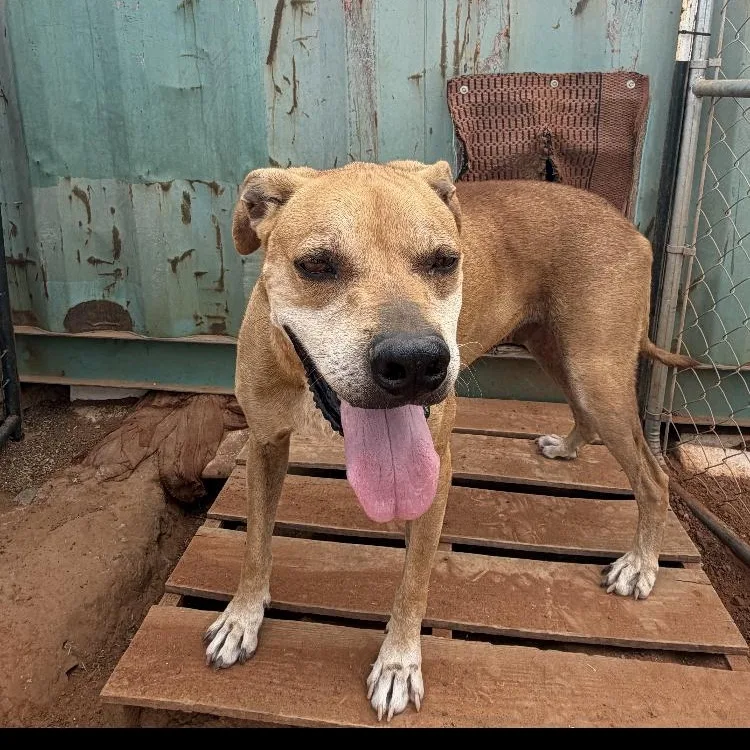 An adult large-sized male Brown / Chocolate Hound dog named Thor for adoption in Paradise, TX