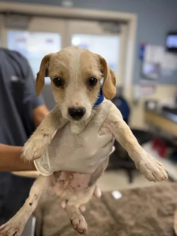 A baby small-sized male Terrier dog named Fiyero for adoption in Riverside, CA