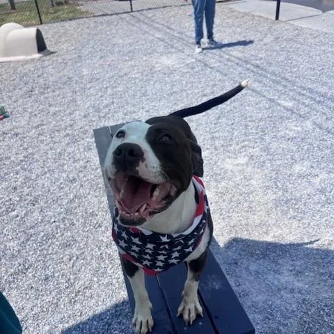 An adult large-sized male Black Pit Bull Terrier dog named Buddy for adoption in Marion, NC