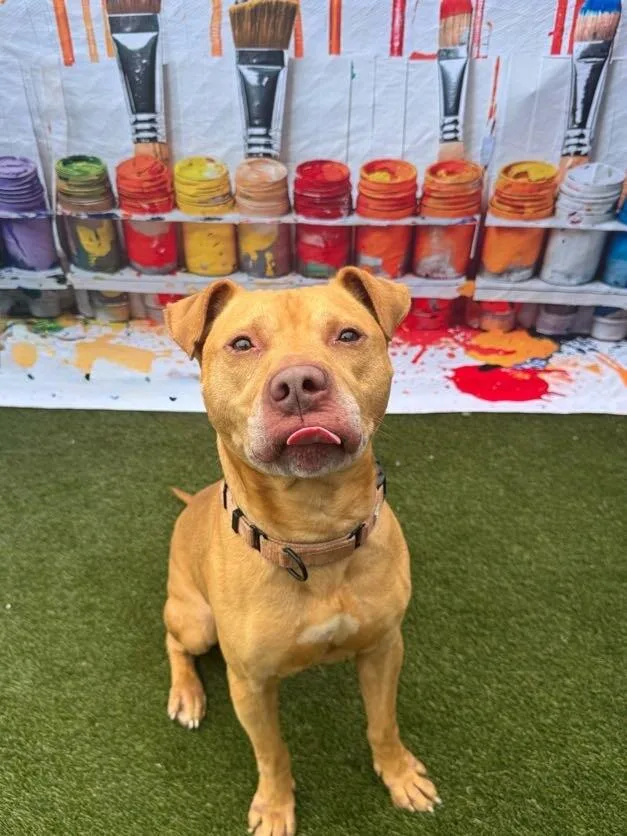 An adult large-sized male Red / Chestnut / Orange Mixed Breed dog named Buldak for adoption in Cincinnati, OH