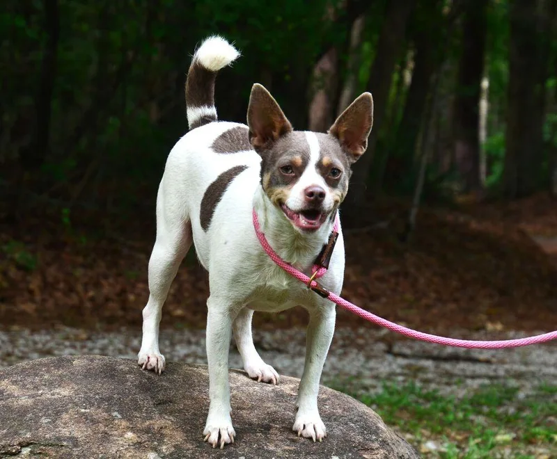 An adult small-sized female Tricolor (Brown, Black, & White) Chihuahua dog named Sweetie Pie for adoption in Willingboro, NJ