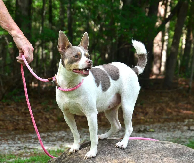 Sweetie Pie thumbnail 3