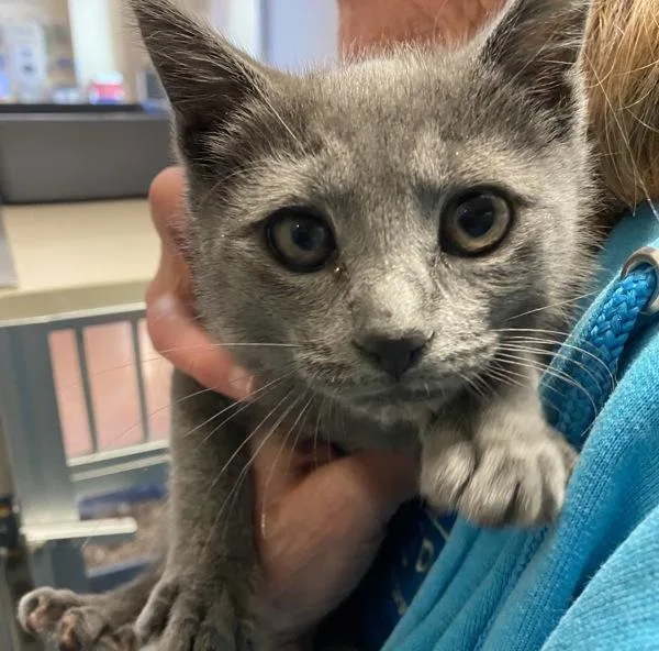 A baby small-sized male Domestic Short Hair cat named George for adoption in Monterey, CA