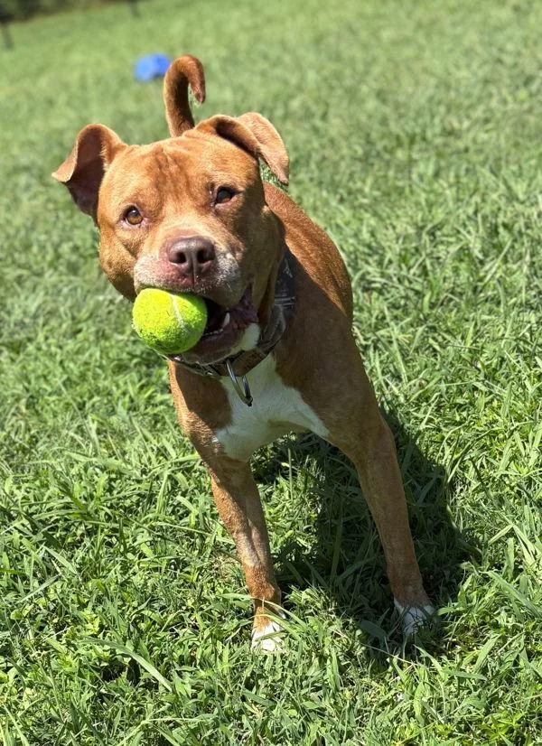 An adult large-sized male Pit Bull Terrier dog named Seven for adoption in Virginia Beach, VA