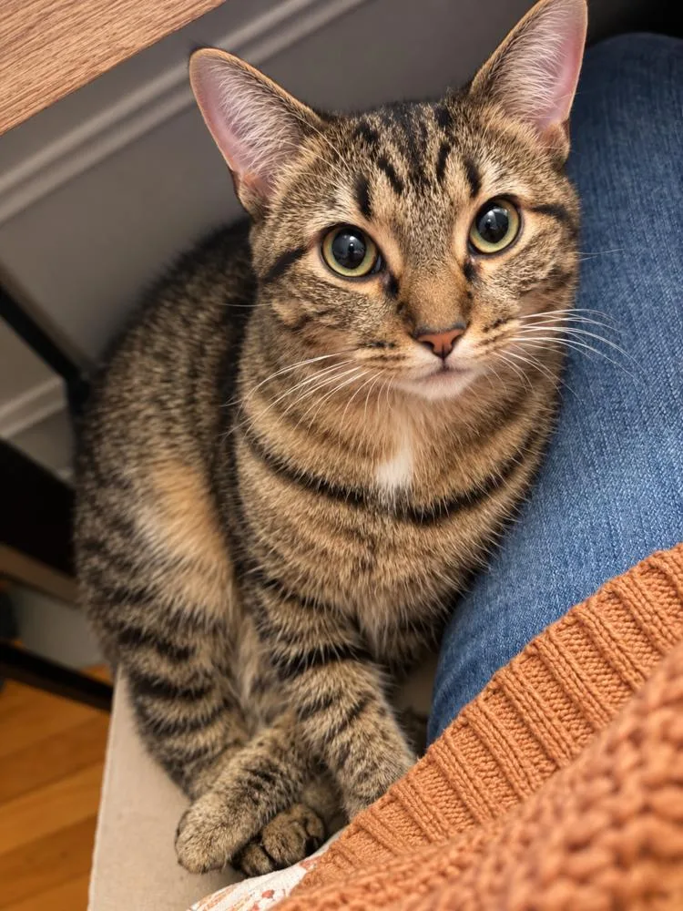 A baby small-sized female Domestic Short Hair cat named Fairytale for adoption in Chicago, IL