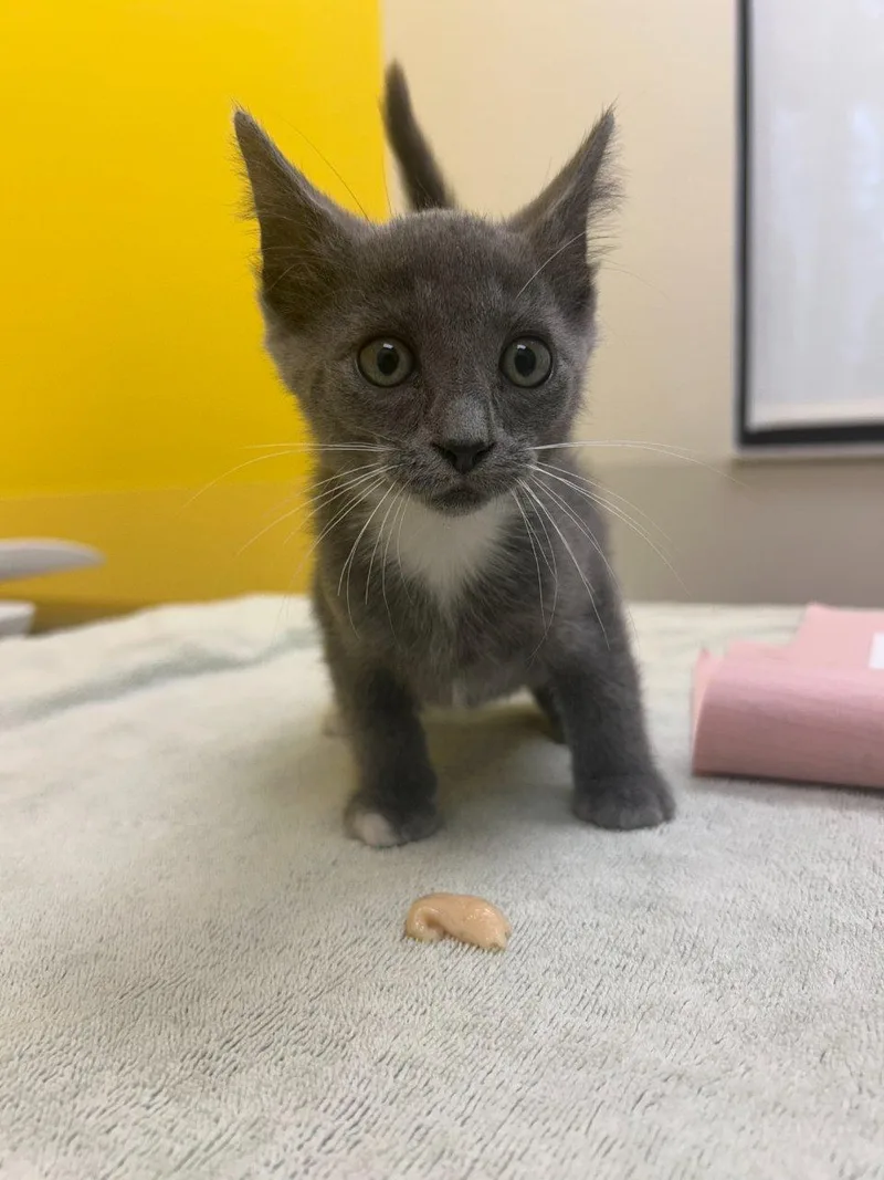 A baby small-sized female Gray / Blue / Silver Domestic Short Hair cat named Candy for adoption in Raleigh, NC