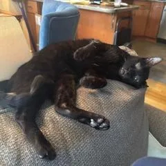 An adult medium-sized male Black Domestic Short Hair cat named Van Gogh for adoption in Washington, DC