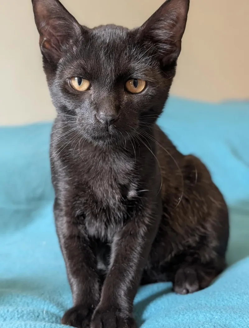 A baby small-sized male Domestic Short Hair cat named Jerry for adoption in Lockport, IL