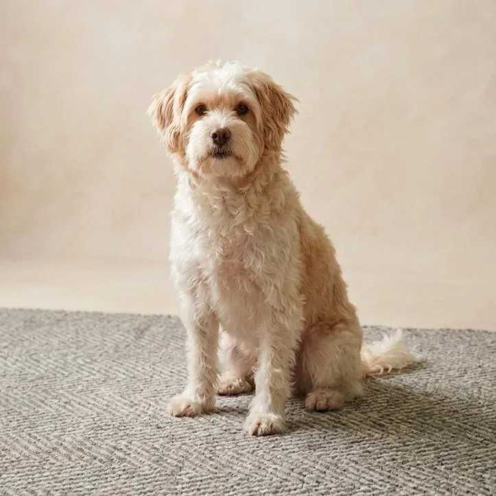 An adult small-sized female Terrier dog named Clementine for adoption in Eustis, FL