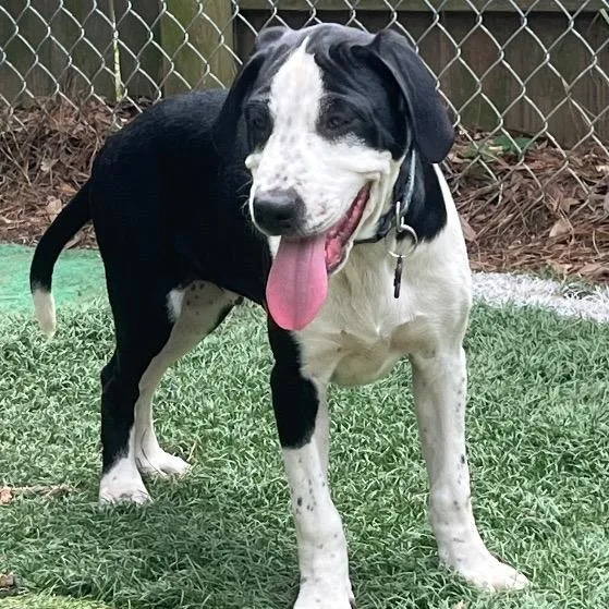 A baby medium-sized male Labrador Retriever dog named Brave for adoption in Chelmsford, MA