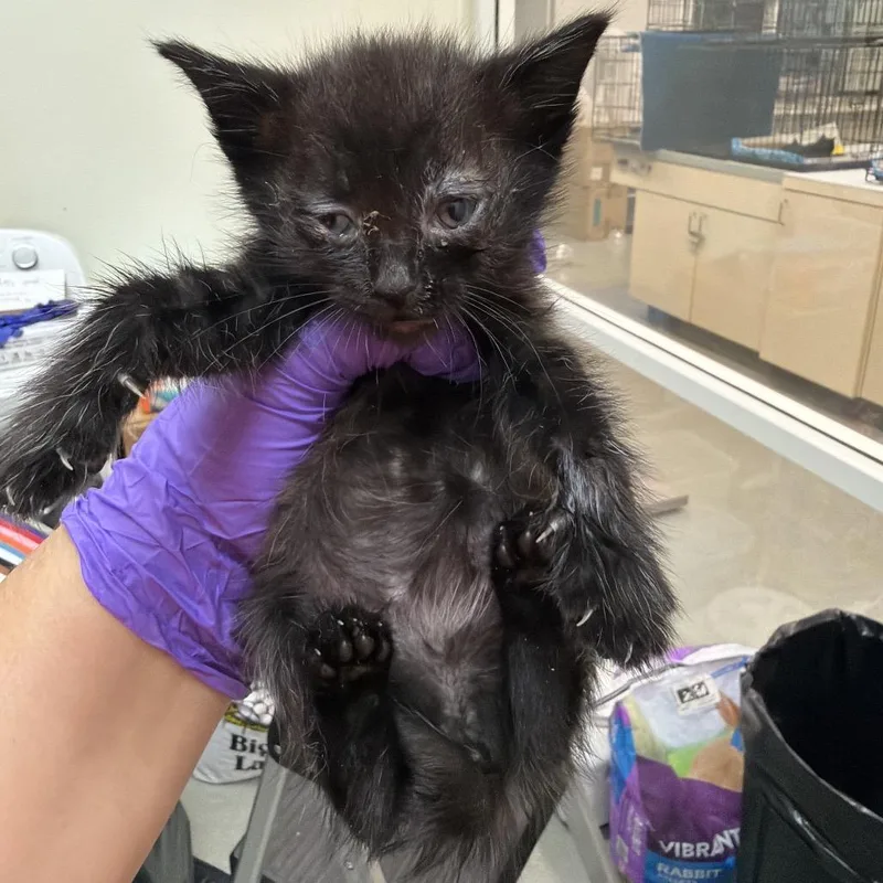A baby small-sized female Black Domestic Short Hair cat named Bogling for adoption in Westminster, CA