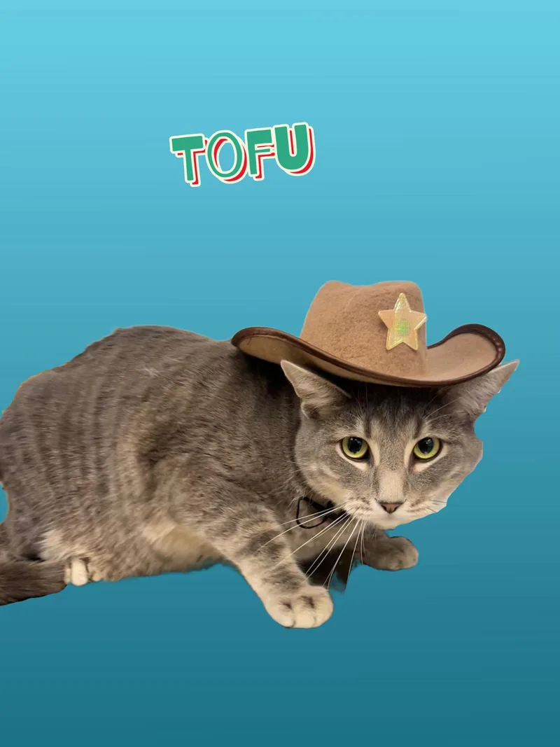 Tofu