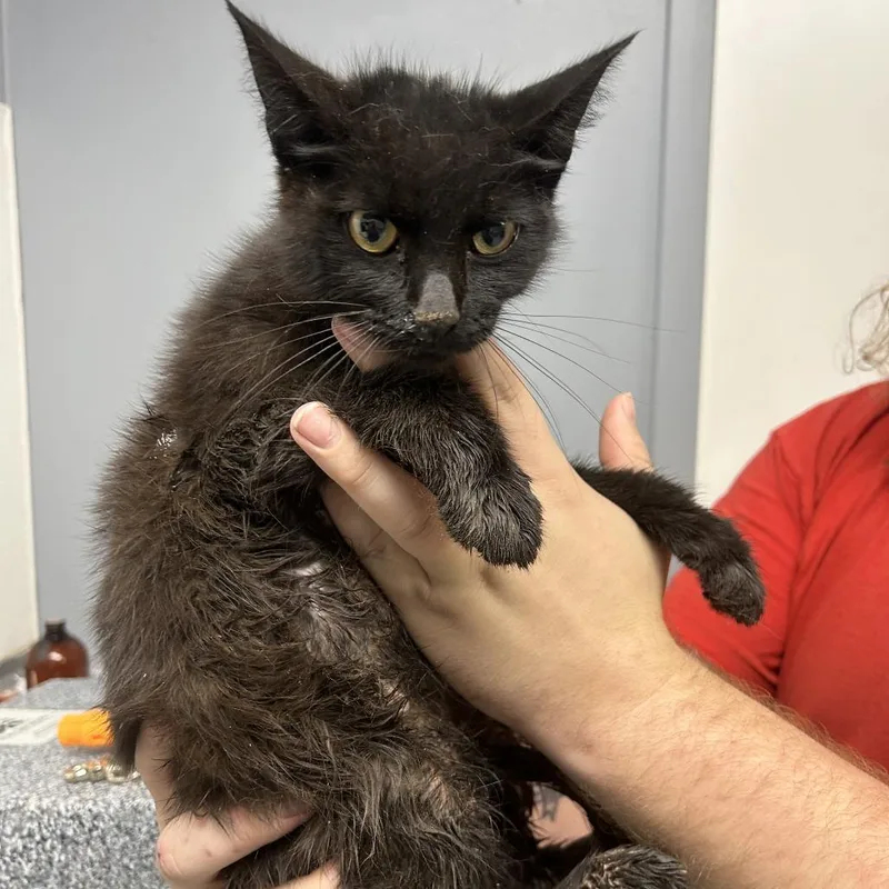A young small-sized female Black Domestic Short Hair cat named Fanny for adoption in Birmingham, AL