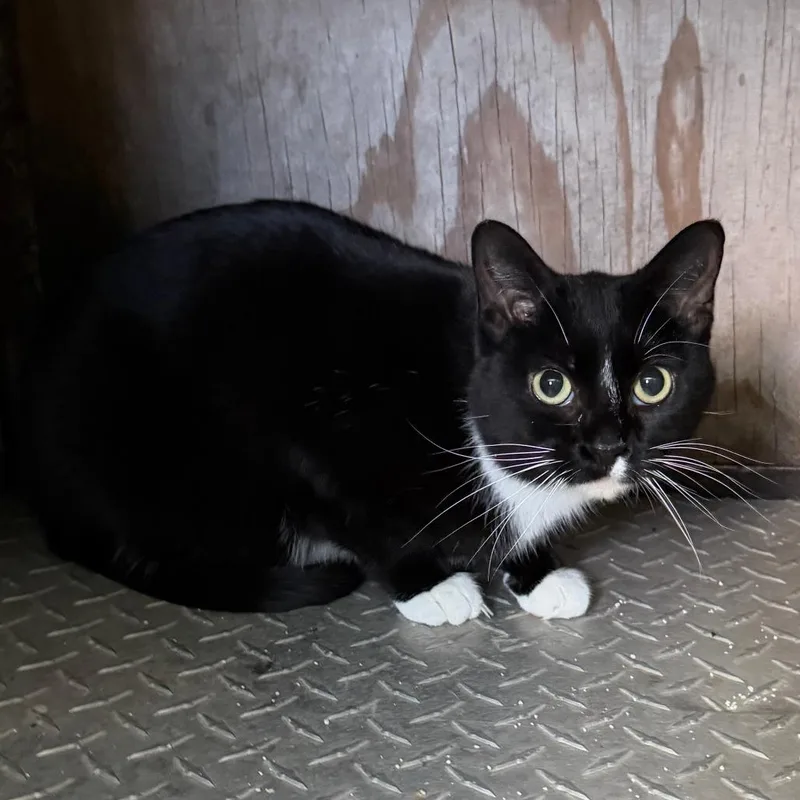An adult medium-sized female Black Domestic Short Hair cat named Dora Lee for adoption in Inver Grove Heights, MN