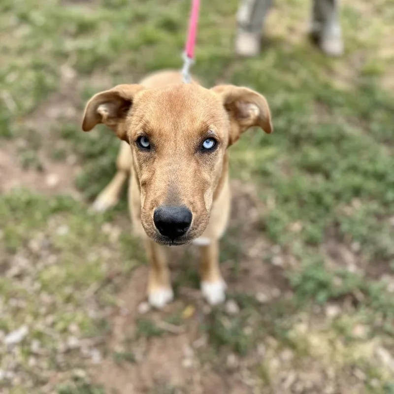 A young medium-sized female Golden Mixed Breed dog named Blondie for adoption in Glenwood Springs, CO