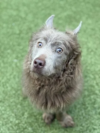 An adult small-sized male Mixed Breed dog named Russell for adoption in Bellevue, WA