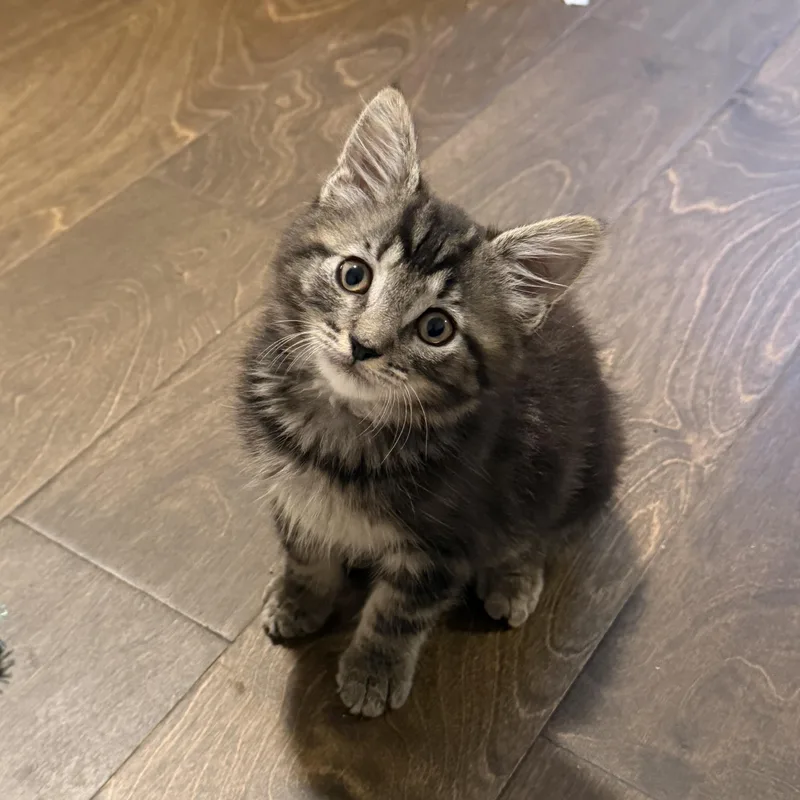 A baby medium-sized male Domestic Medium Hair cat named Serrano for adoption in Charlotte, NC