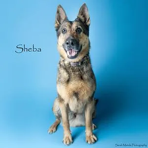 Sheba