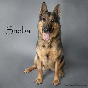 Sheba thumbnail 2